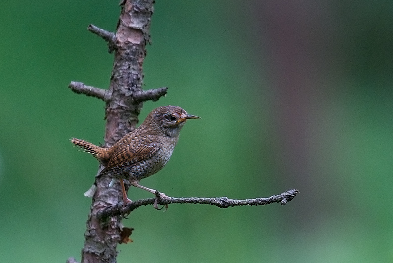 Gjerdesmett - Winter wren (Tryglodytes tryglodytes).jpg